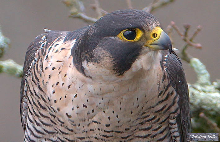 Pel-haut-face-Ch-Bulle-1-1